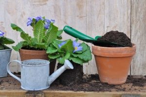 cenere fertilizzante per piante