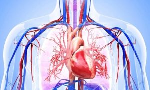 salute cardiovascolare